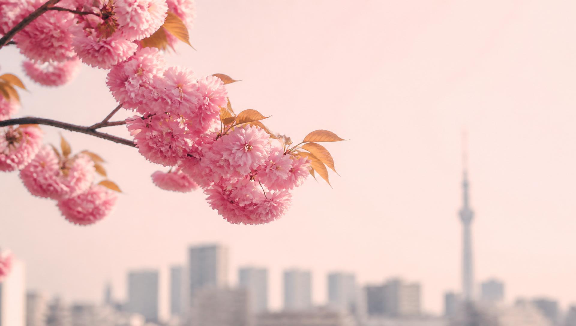 Late-blooming cherry blossoms against a pale spring sky